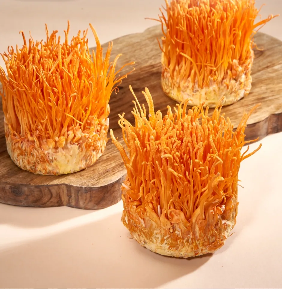 Cordyceps
