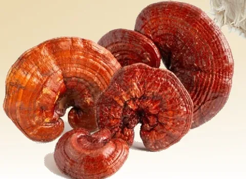 Reishi