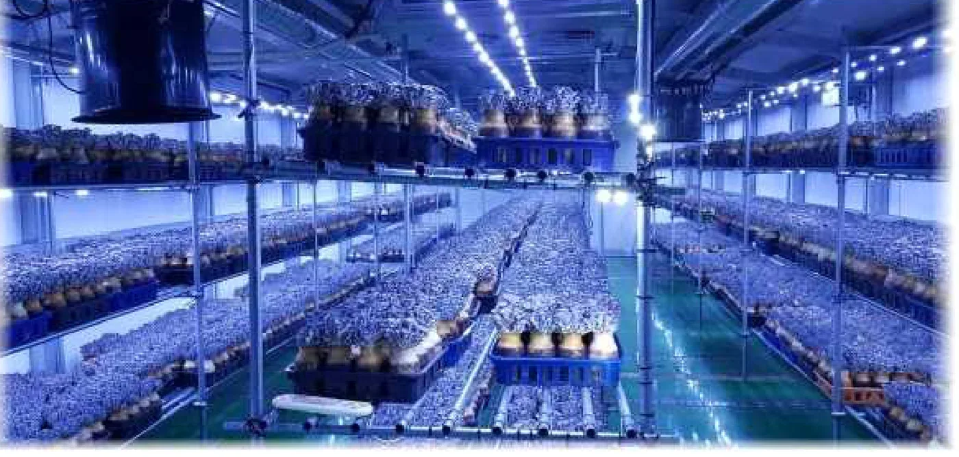 Inside the MycoBio mushroom smart farm
